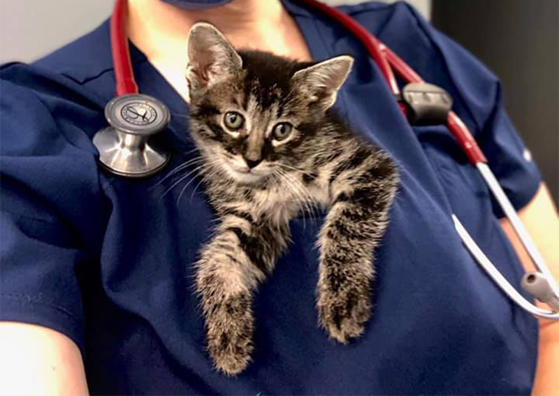 Kitten Veterinary Care, Wilmette
