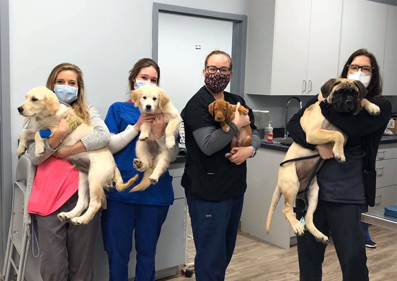 Puppy Veterinary Care, Wilmette